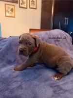 Scarlet Witch , a female Cane Corso for sale in Dumfries, VA – 1 of 5