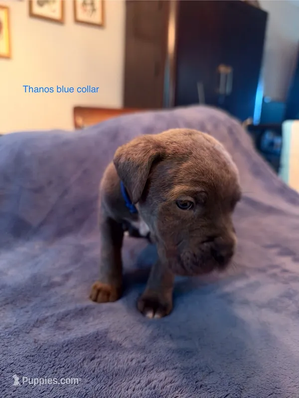Thanos – Cane Corso puppy for sale in Dumfries, VA