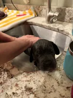 Hela, a female Cane Corso for sale in Dumfries, VA – 7 of 9