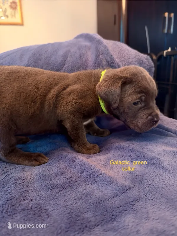 Galactus  – Cane Corso puppy for sale in Dumfries, VA