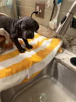 Storm, a female Cane Corso for sale in Dumfries, VA – 9 of 9