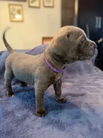 Storm, a female Cane Corso for sale in Dumfries, VA – 5 of 9