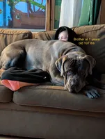 Phoenix , a male Cane Corso for sale in Dumfries, VA – 5 of 9