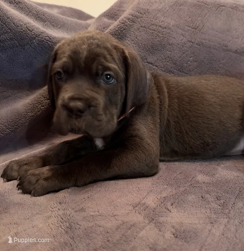 Hela – Cane Corso puppy for sale in Dumfries, VA