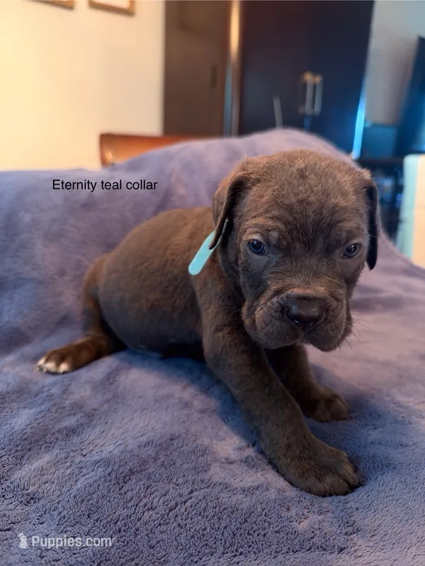 Eternity  – Cane Corso puppy for sale in Dumfries, VA