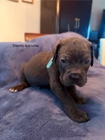 Eternity , a male Cane Corso for sale in Dumfries, VA – 1 of 10