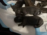 Hela, a female Cane Corso for sale in Dumfries, VA – 5 of 9
