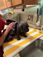 Eternity , a male Cane Corso for sale in Dumfries, VA – 9 of 10