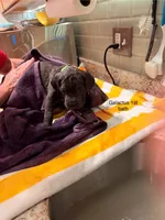 Galactus , a male Cane Corso for sale in Dumfries, VA – 2 of 9