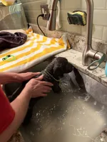 Galactus , a male Cane Corso for sale in Dumfries, VA – 3 of 9