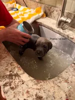 Thanos, a male Cane Corso for sale in Dumfries, VA – 2 of 9