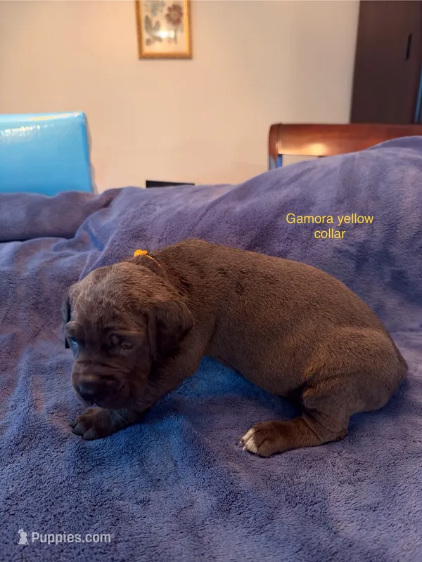 Gamora – Cane Corso puppy for sale in Dumfries, VA
