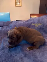 Gamora, a female Cane Corso for sale in Dumfries, VA – 1 of 5