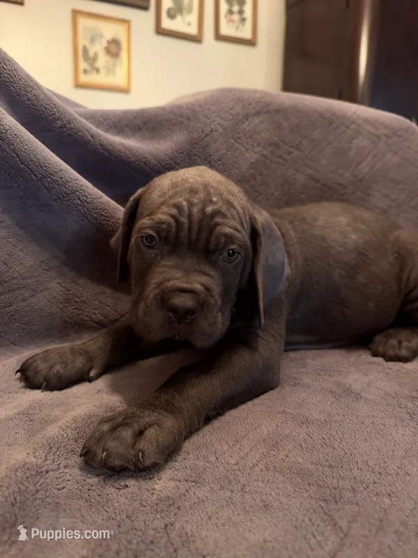 Eternity  – Cane Corso puppy for sale in Dumfries, VA