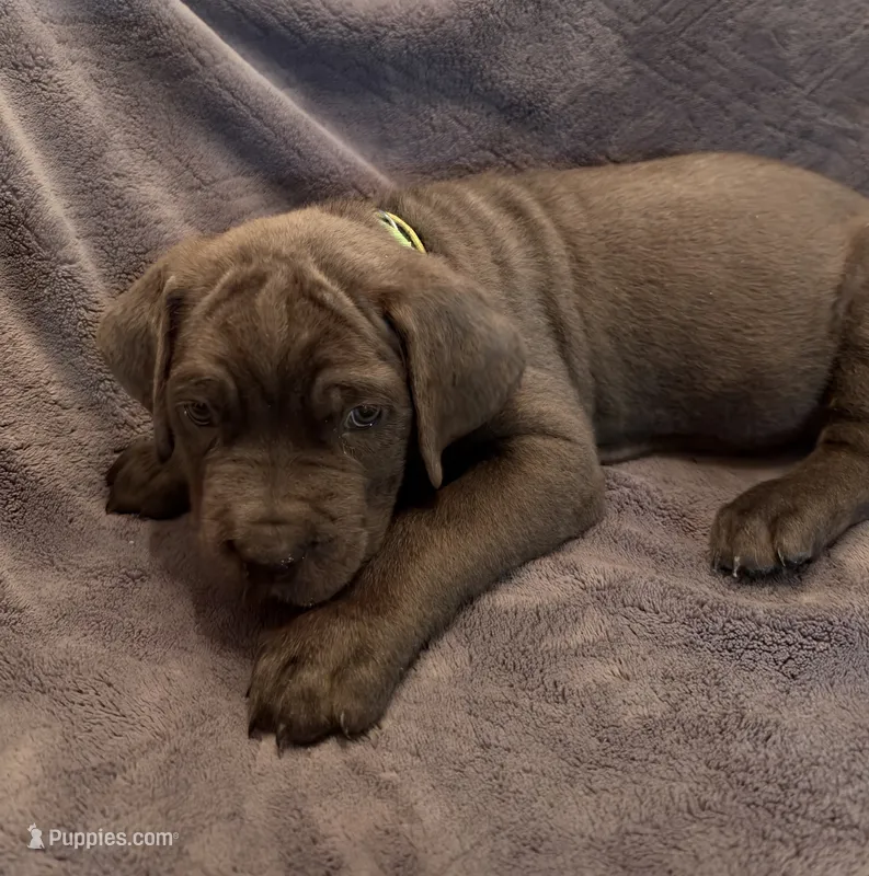 Galactus  – Cane Corso puppy for sale in Dumfries, VA