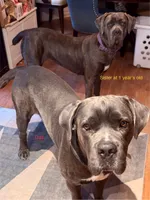 Scarlet Witch , a female Cane Corso for sale in Dumfries, VA – 5 of 5