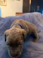 Thanos, a male Cane Corso for sale in Dumfries, VA – 9 of 9