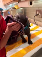 Eternity , a male Cane Corso for sale in Dumfries, VA – 8 of 10
