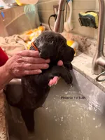 Phoenix , a male Cane Corso for sale in Dumfries, VA – 2 of 9