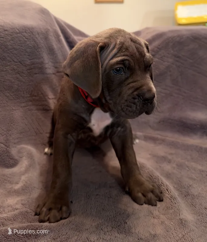 Scarlet Witch  – Cane Corso puppy for sale in Dumfries, VA