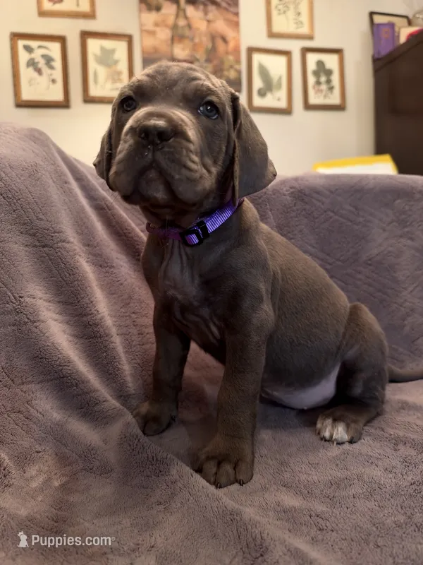 Storm – Cane Corso puppy for sale in Dumfries, VA