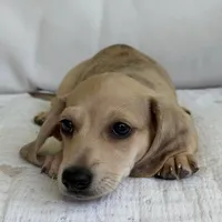 Milo, a male Miniature Dachshund for sale in Los Angeles, CA – 5 of 6