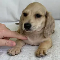 Milo, a male Miniature Dachshund for sale in Los Angeles, CA – 4 of 6