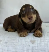 Willow , a female Miniature Dachshund for sale in Los Angeles, CA – 3 of 7