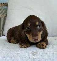 Willow , a female Miniature Dachshund for sale in Los Angeles, CA – 1 of 7
