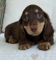 Willow , a female Miniature Dachshund for sale in Los Angeles, CA – 7 of 7