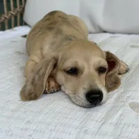 Milo, a male Miniature Dachshund for sale in Los Angeles, CA – 2 of 6