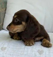Willow , a female Miniature Dachshund for sale in Los Angeles, CA – 2 of 7