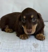 Willow , a female Miniature Dachshund for sale in Los Angeles, CA – 4 of 7