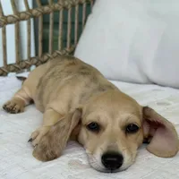 Milo, a male Miniature Dachshund for sale in Los Angeles, CA – 3 of 6