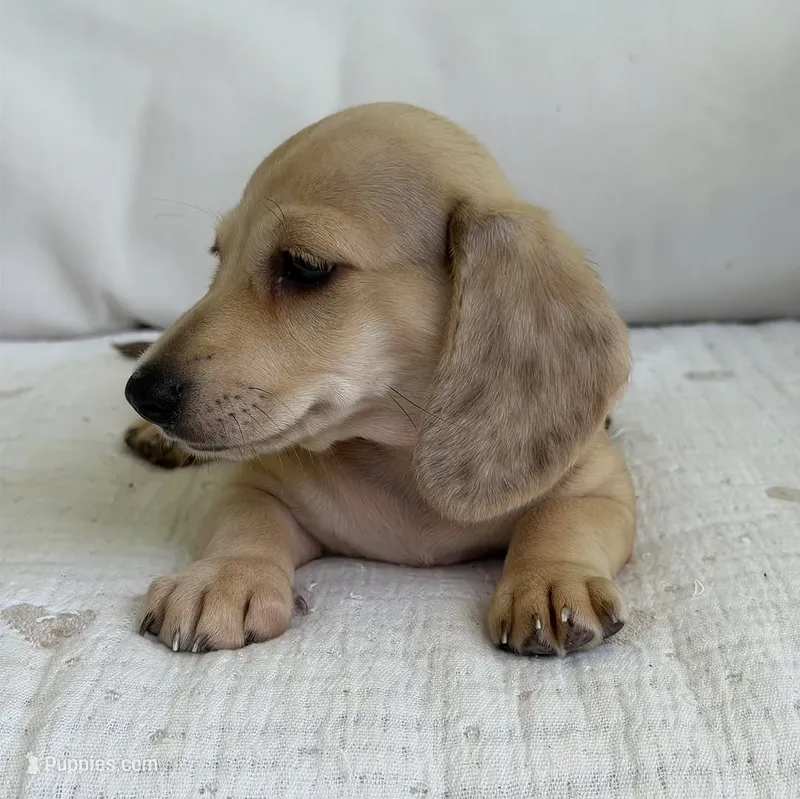 Milo – Miniature Dachshund puppy for sale in Los Angeles, CA
