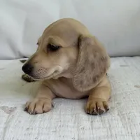 Milo, a male Miniature Dachshund for sale in Los Angeles, CA – 1 of 6