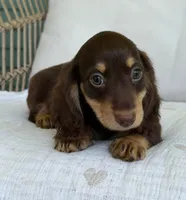 Willow , a female Miniature Dachshund for sale in Los Angeles, CA – 6 of 7