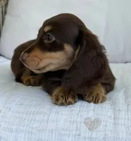 Willow , a female Miniature Dachshund for sale in Los Angeles, CA – 5 of 7