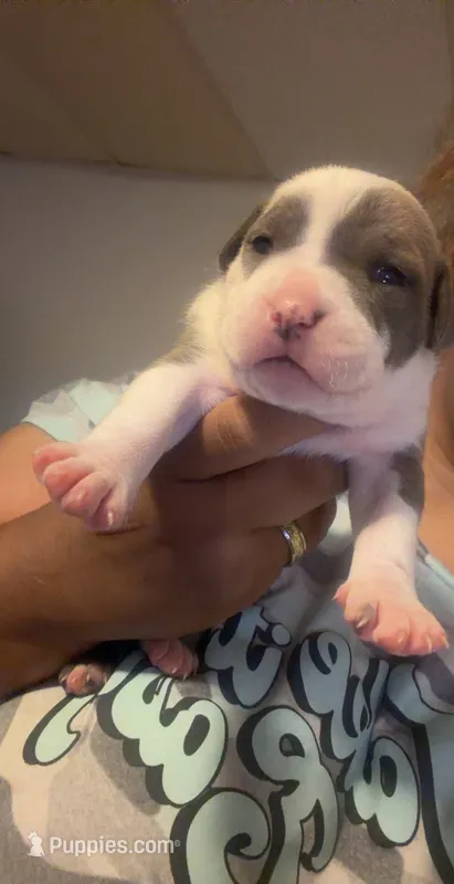 Mae – American Staffordshire Terrier puppy for sale in Pittsburgh, PA