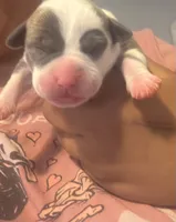 Mae, a female American Staffordshire Terrier for sale in Pittsburgh, PA – 2 of 5