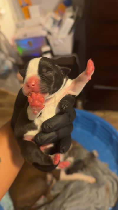 Oreo, a female American Staffordshire Terrier for sale in Pittsburgh, PA – 6 of 7