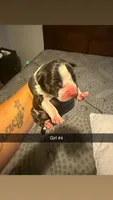 Oreo, a female American Staffordshire Terrier for sale in Pittsburgh, PA – 4 of 7