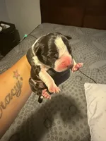 Oreo, a female American Staffordshire Terrier for sale in Pittsburgh, PA – 2 of 7