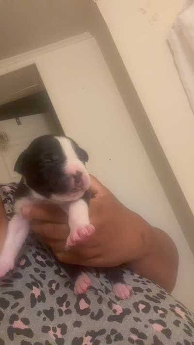 Oreo, a female American Staffordshire Terrier for sale in Pittsburgh, PA – 3 of 7