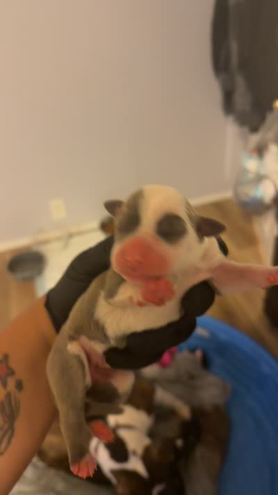 Mae, a female American Staffordshire Terrier for sale in Pittsburgh, PA – 5 of 5