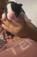 Oreo, a female American Staffordshire Terrier for sale in Pittsburgh, PA – 5 of 7