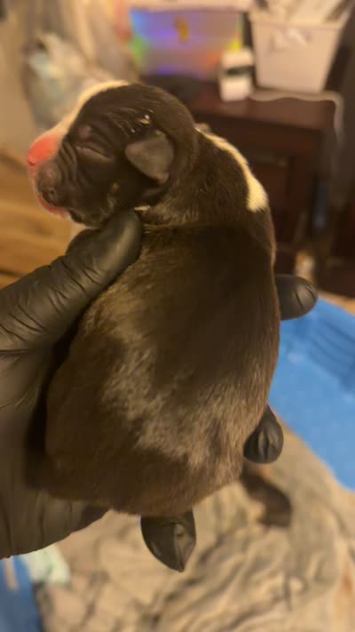 Oreo, a female American Staffordshire Terrier for sale in Pittsburgh, PA – 7 of 7