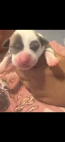 Mae, a female American Staffordshire Terrier for sale in Pittsburgh, PA – 3 of 5