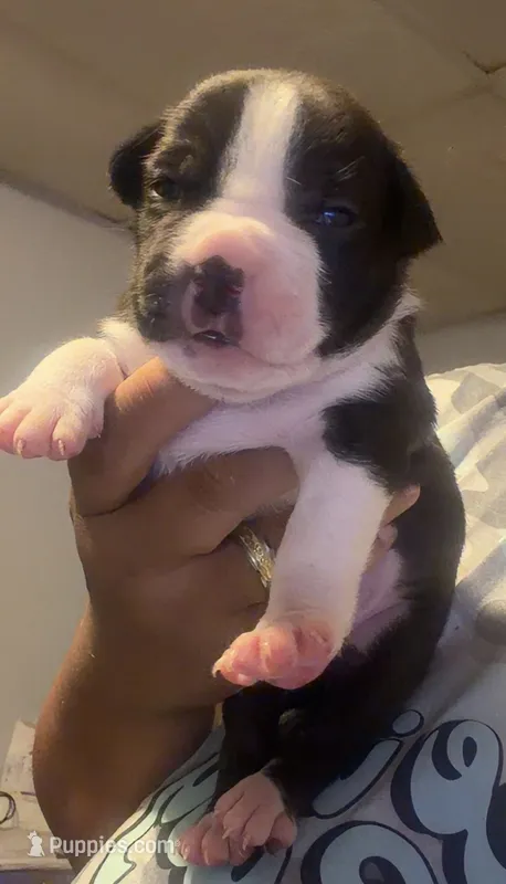 Oreo – American Staffordshire Terrier puppy for sale in Pittsburgh, PA
