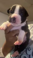 Oreo, a female American Staffordshire Terrier for sale in Pittsburgh, PA – 1 of 7